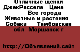 Отличные щенки ДжекРассела › Цена ­ 50 000 - Все города Животные и растения » Собаки   . Тамбовская обл.,Моршанск г.